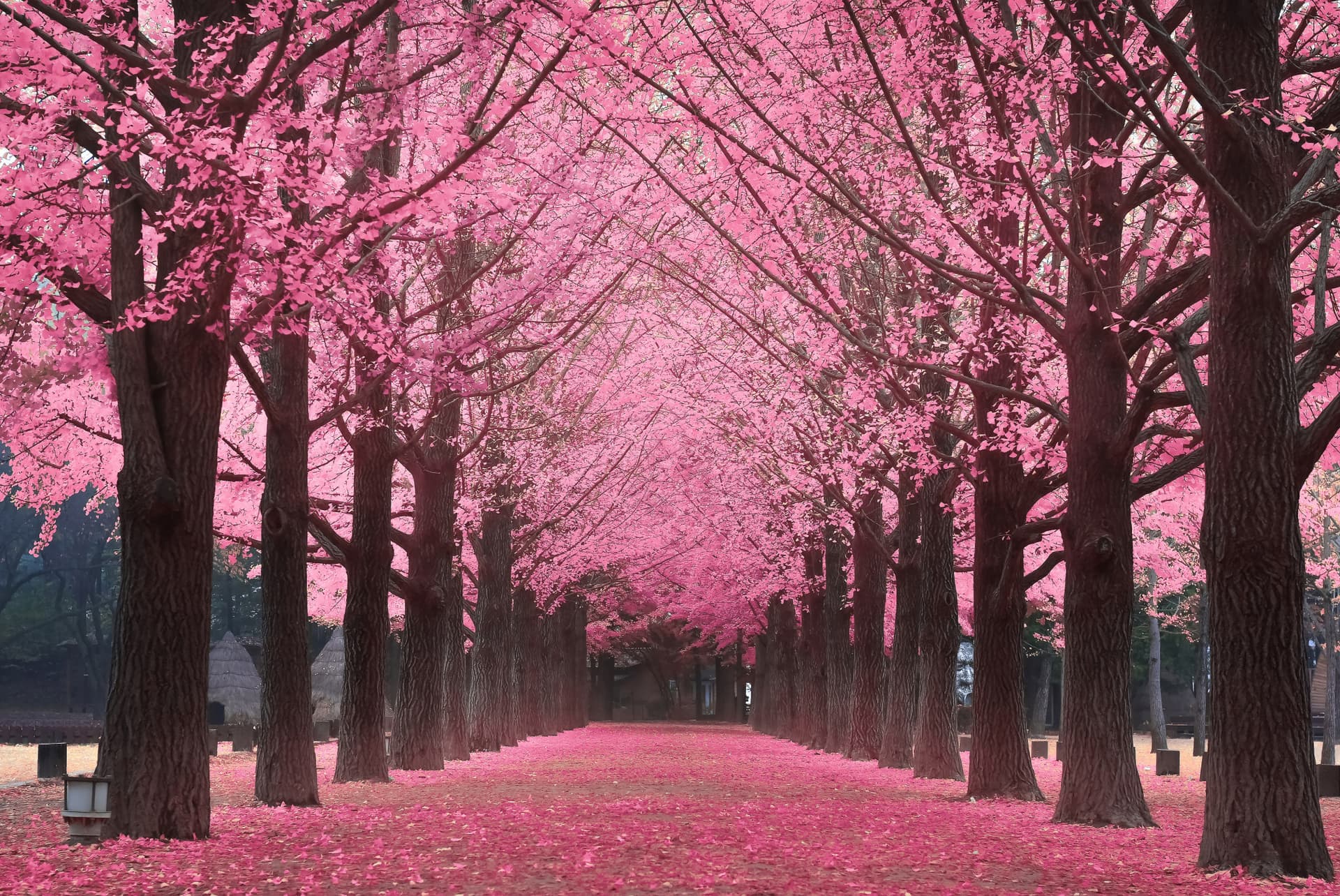 Nami Island, Petite France, Garden of Morning Calm, and Gangchon Rail Bike Tour from Seoul - image 5