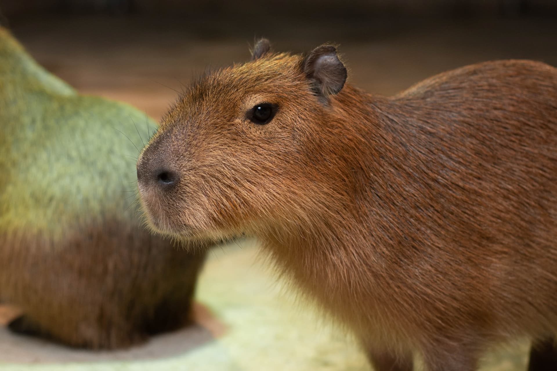 Just Farm Indoor Zoo Kuala Lumpur  (Previously Known As Just Pets Megastore) - image 9
