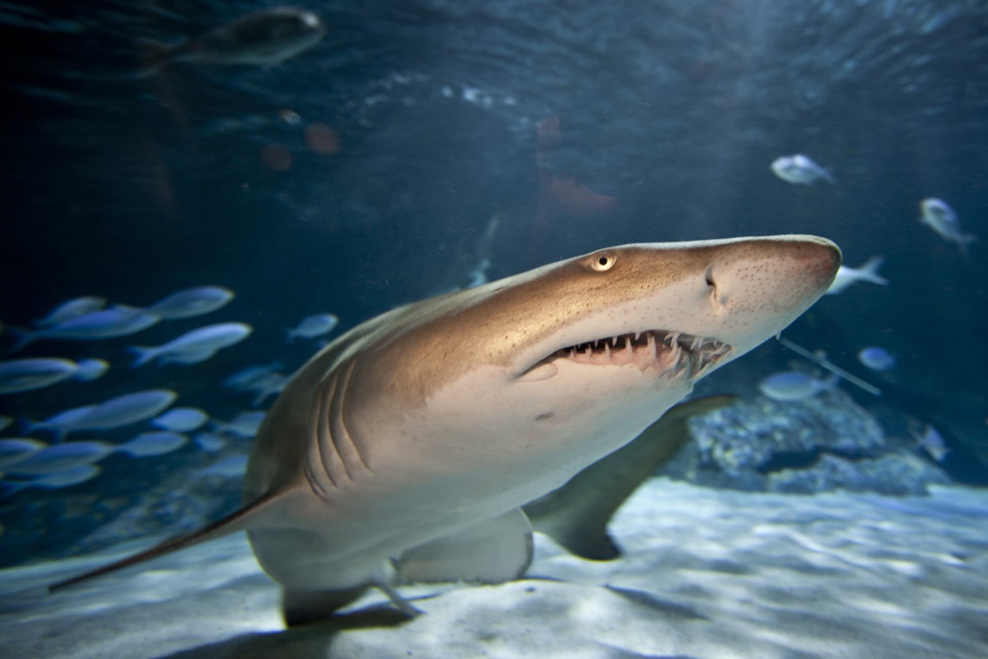 Entrada al acuario SEA LIFE Kelly Tarlton's - imagen 5