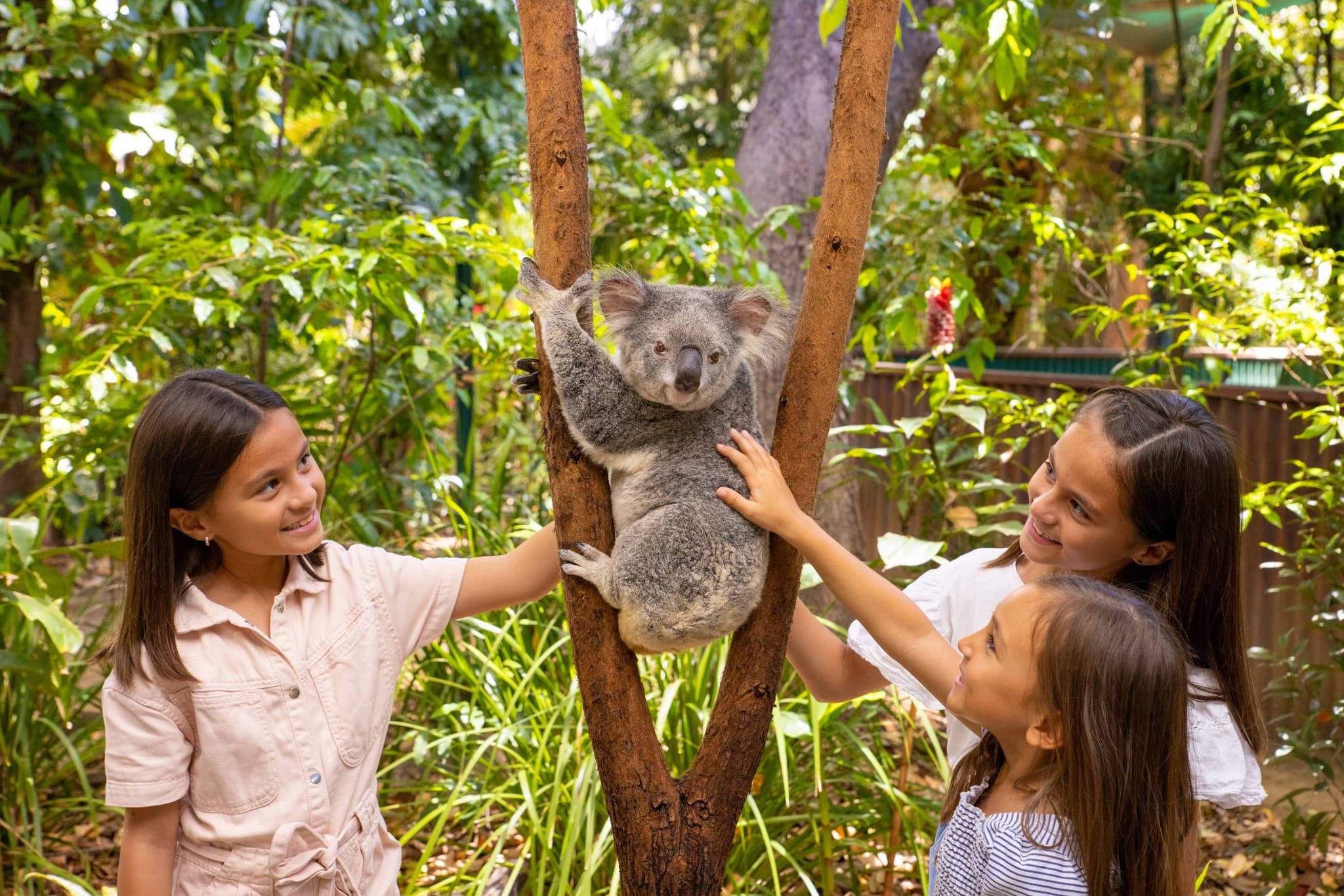 Currumbin Wildlife Sanctuary Gold Coast Ticket - main image