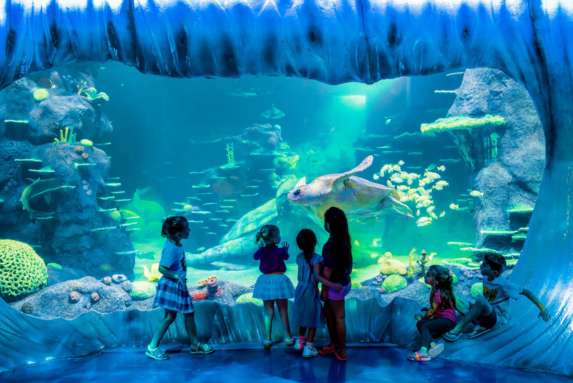 Go City Sydney Essentials Pass: 3 atracciones - imagen 13