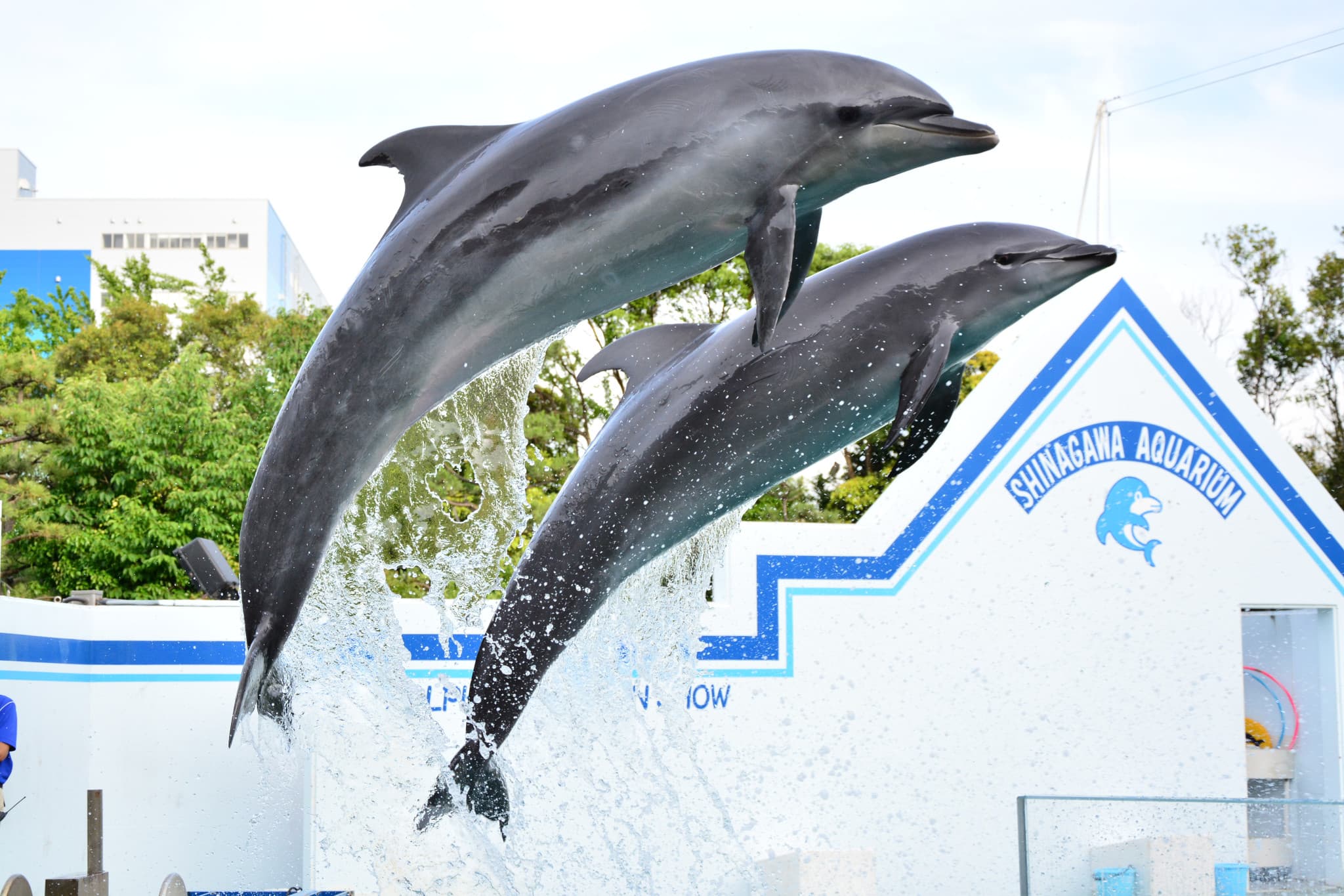 Shinagawa Aquarium Ticket - image 5