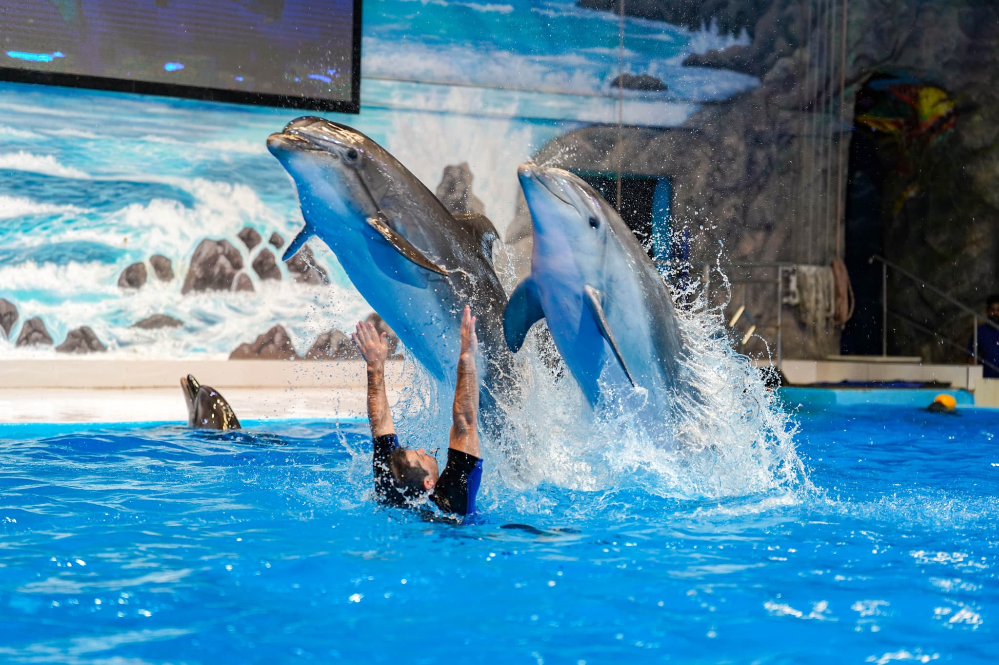 Dubai Dolphinarium Ticket - image 2