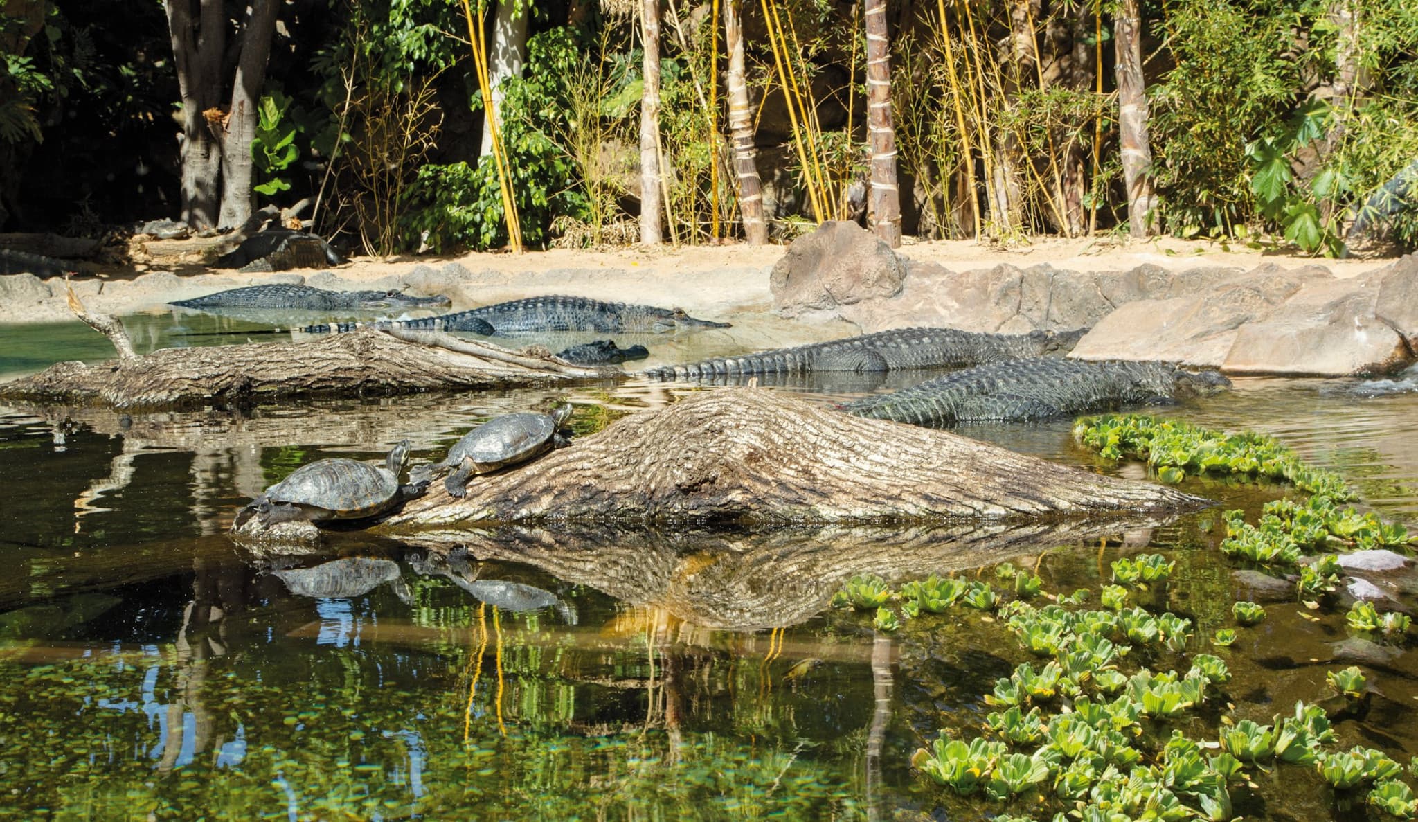 Loro Parque Ticket - image 7