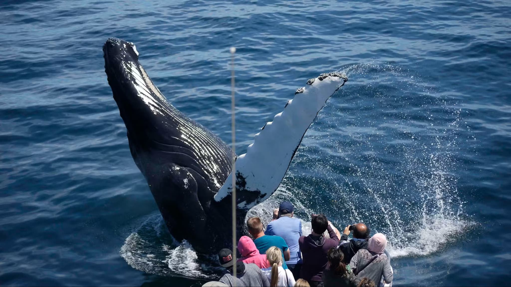 Boston Harbor Whale Watch Cruise - image 7