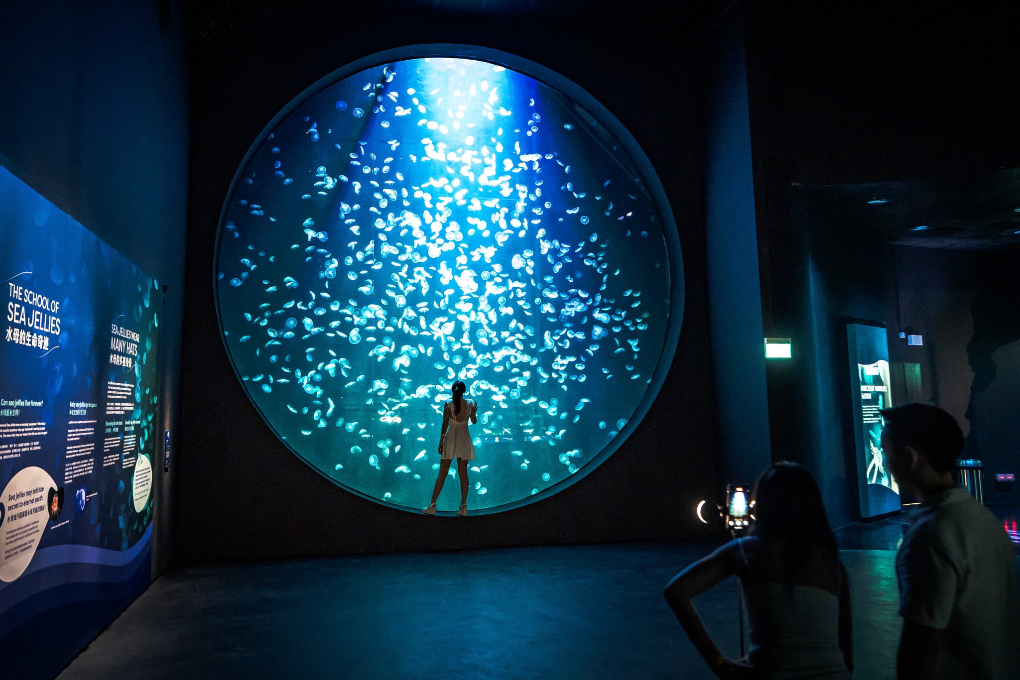 COMBO: Universal Studios Singapore + Singapore Oceanarium + Adventure Cove Waterpark Tickets - image 8