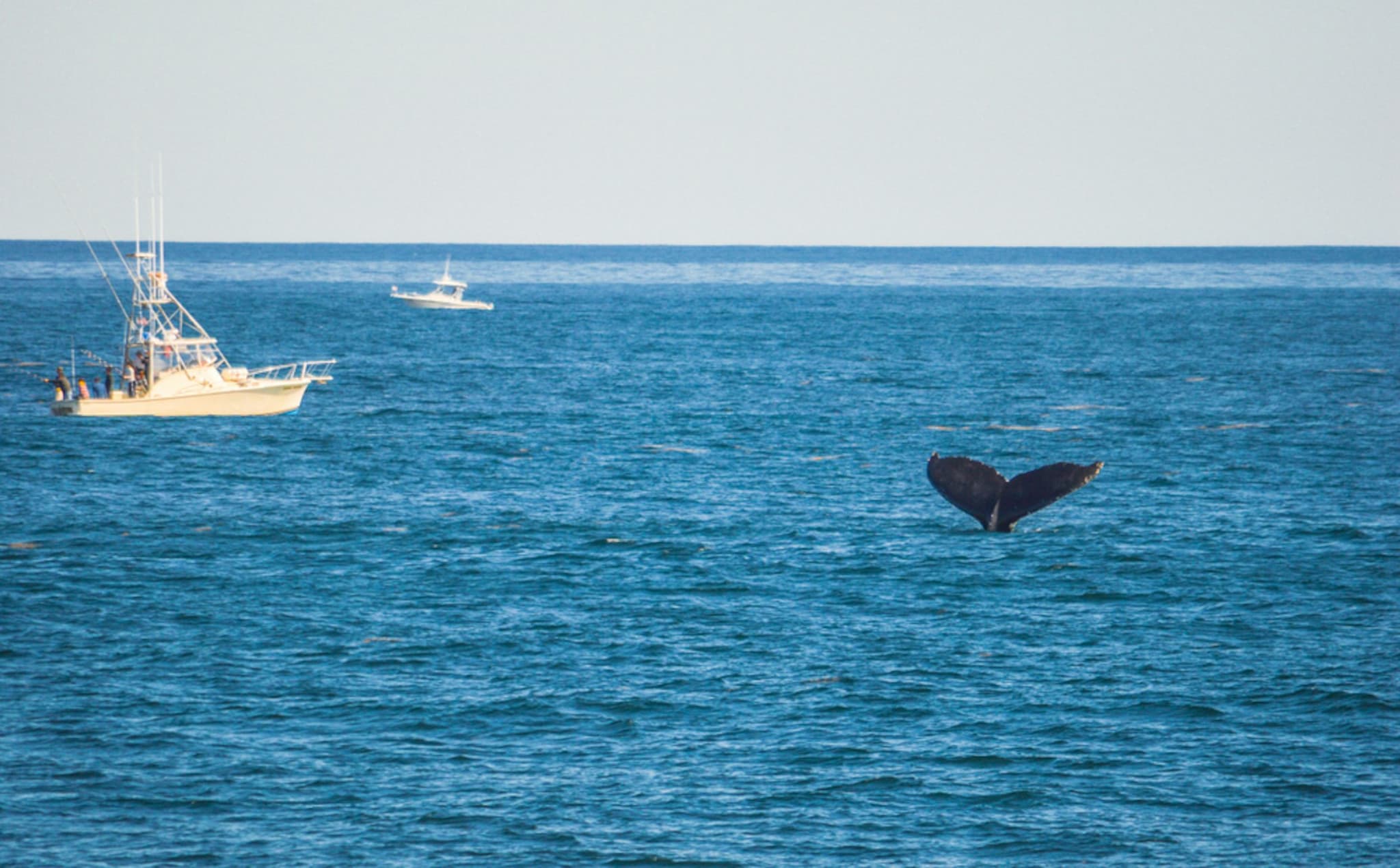 Boston Harbor Whale Watch Cruise - image 2