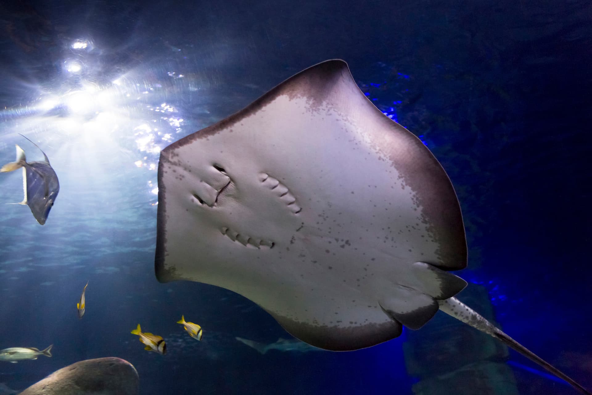 SEA LIFE Konstanz Aquarium Ticket - imagen 10