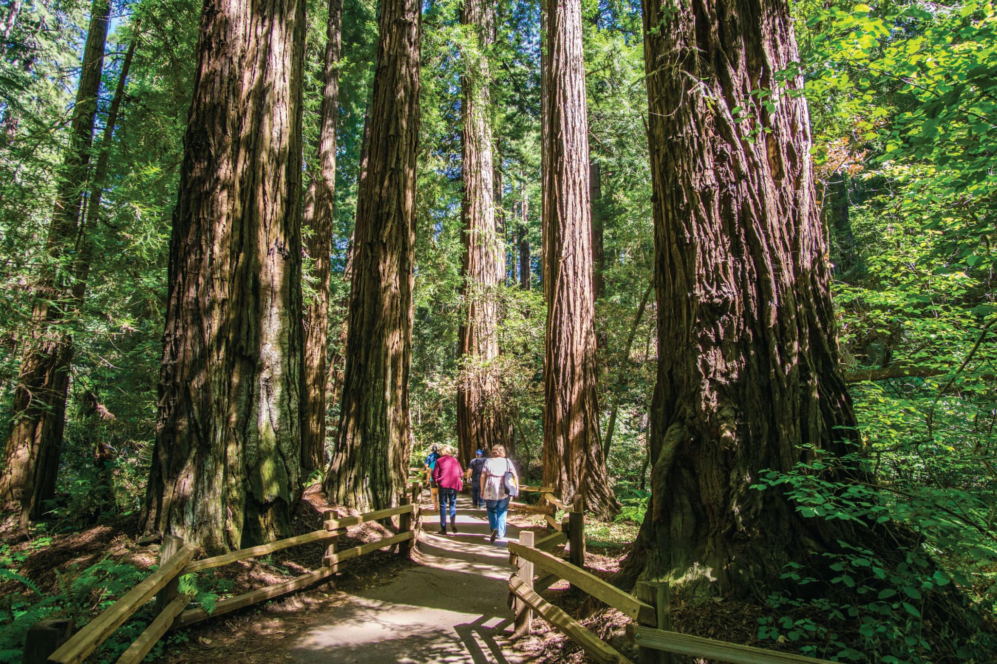 Muir Woods & Sausalito Half-Day Tour - main image