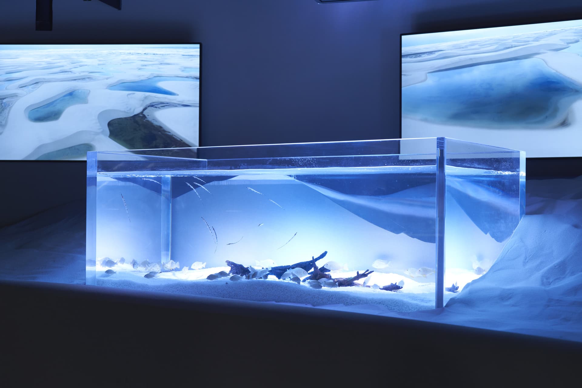 Entrada para el Acuario Kawasaki - imagen 9