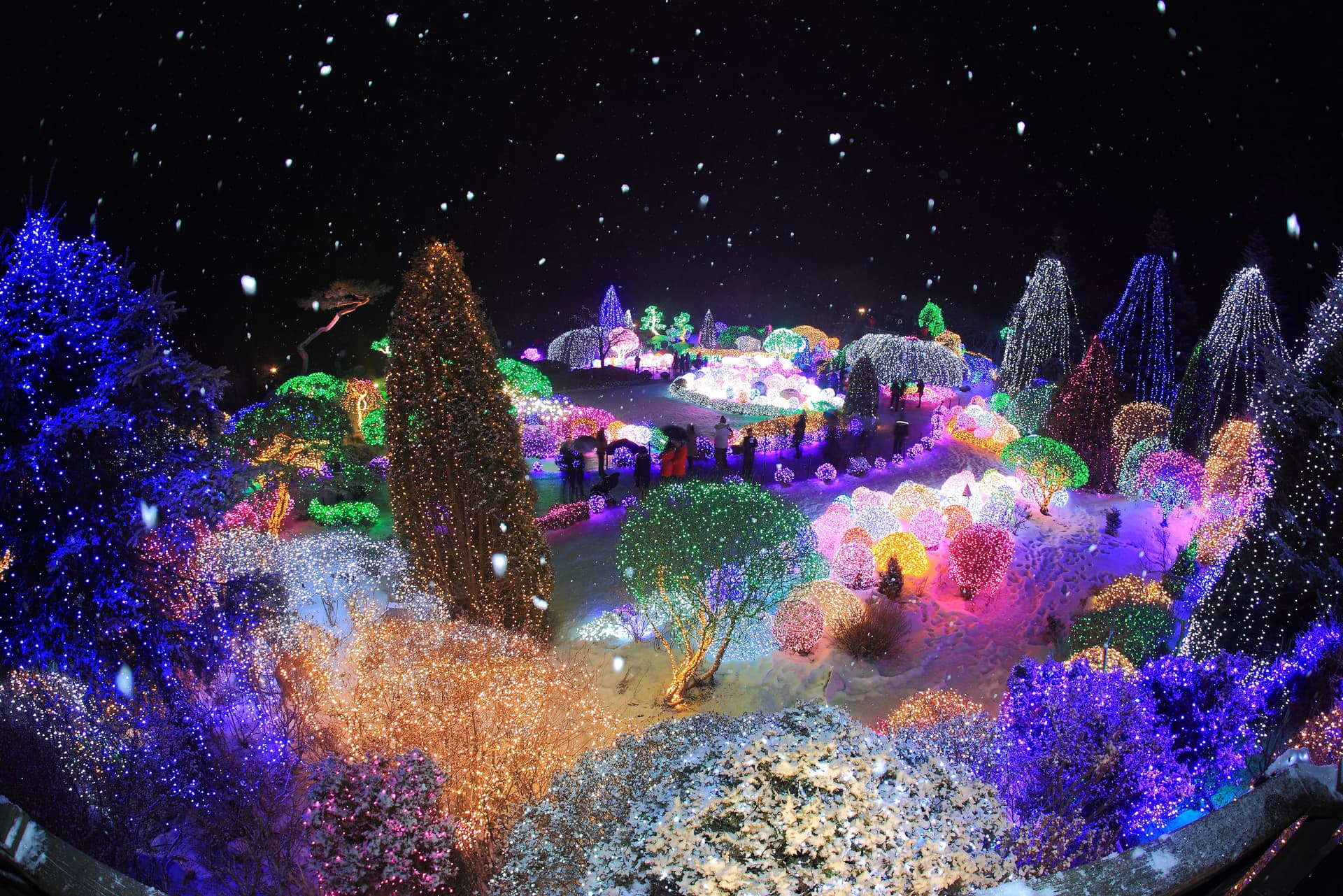 Alpaca World, Nami Island, and Garden of Morning Calm Tour from Seoul - imagen 10