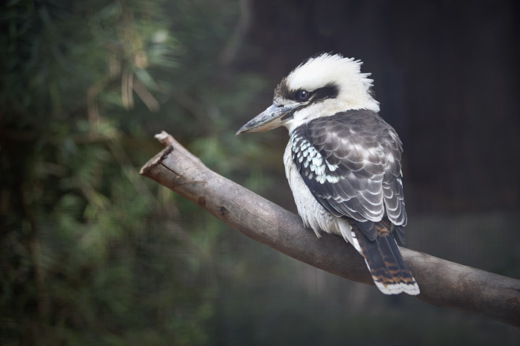 Moonlit Sanctuary Wildlife Conservation Park Ticket - image 15
