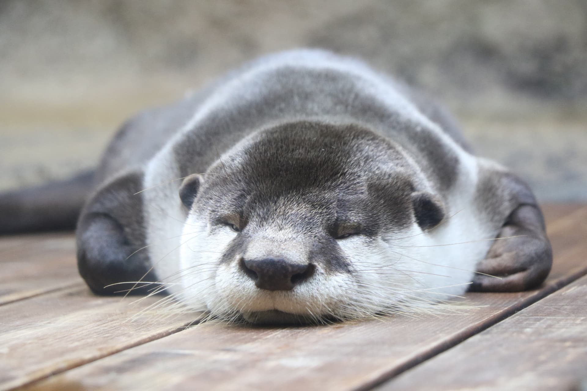 Entrada para Sendai Umino-Mori Aquarium - imagen 3