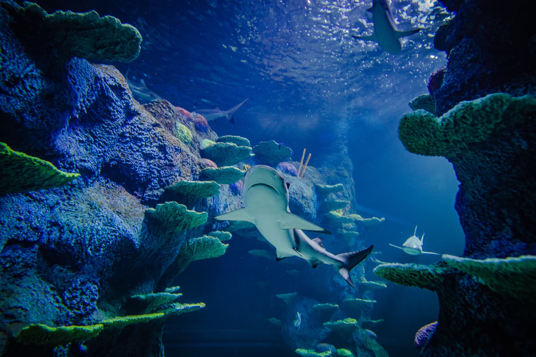Go City Sydney Explorer Pass: Save up to 50% on Attractions - image 8