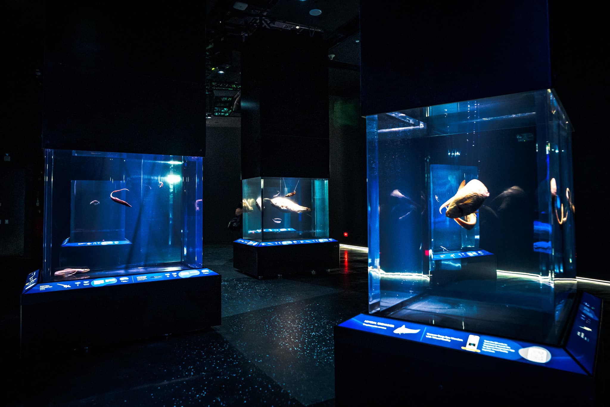 COMBO: Singapore Cable Car + Singapore Oceanarium + Albatross Hop-On Hop-Off Speedboat Tickets - image 3