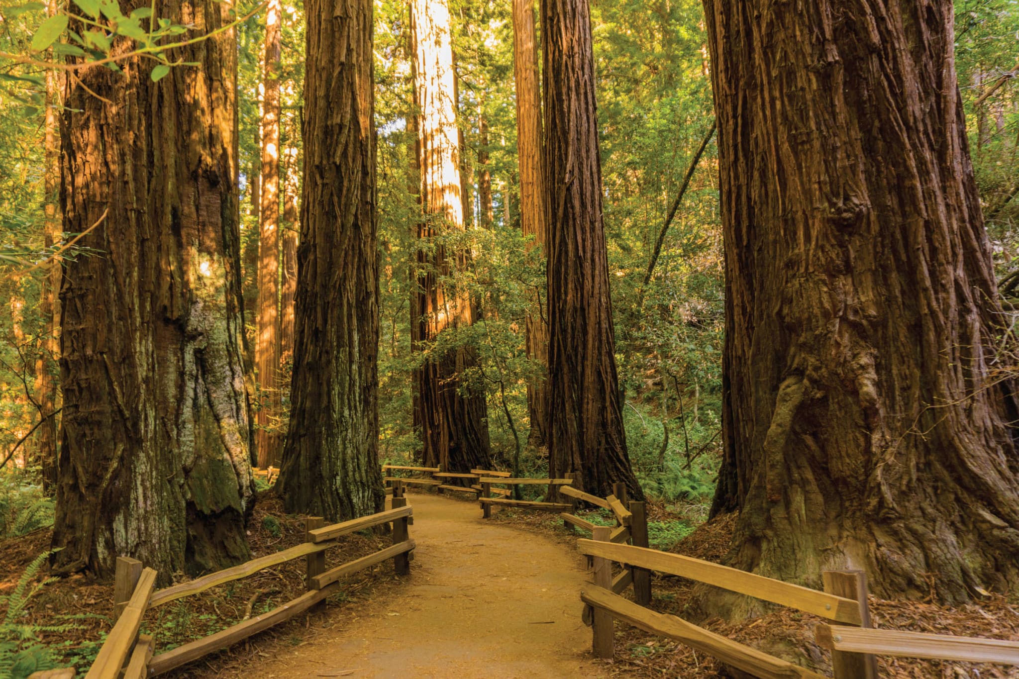Muir Woods & Sausalito Half-Day Tour - image 5