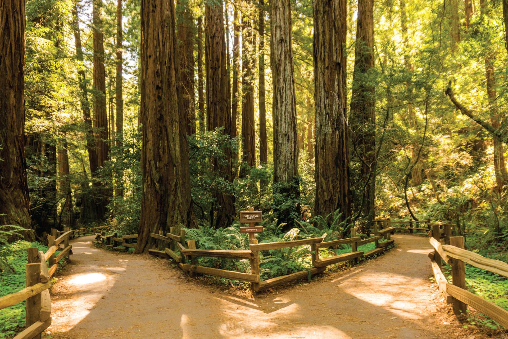Tour de día completo por los bosques y la región vinícola de San Francisco - imagen 2