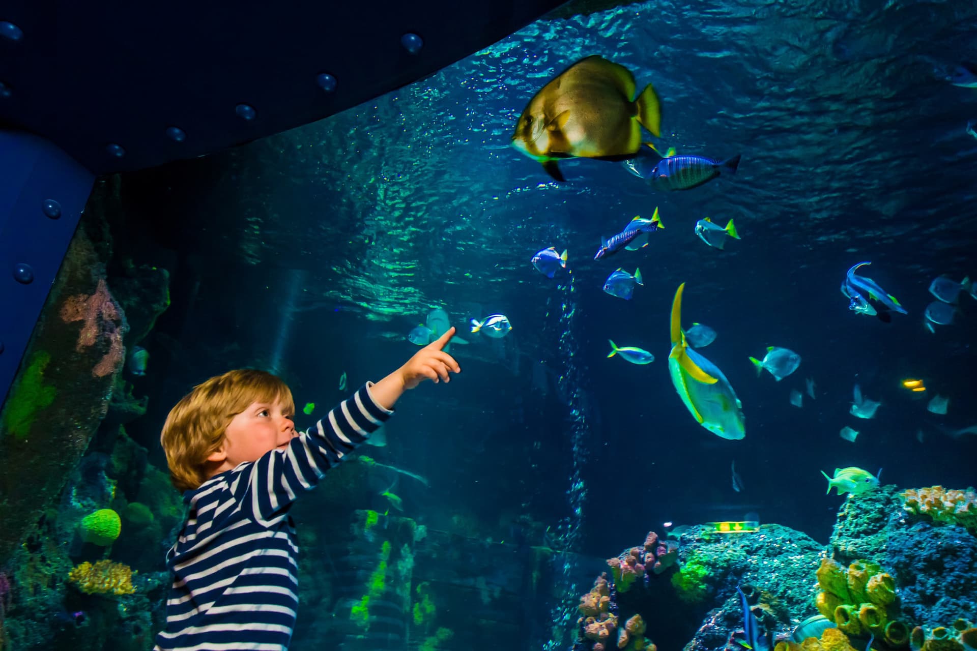 SEA LIFE Konstanz Aquarium Ticket - imagen 5