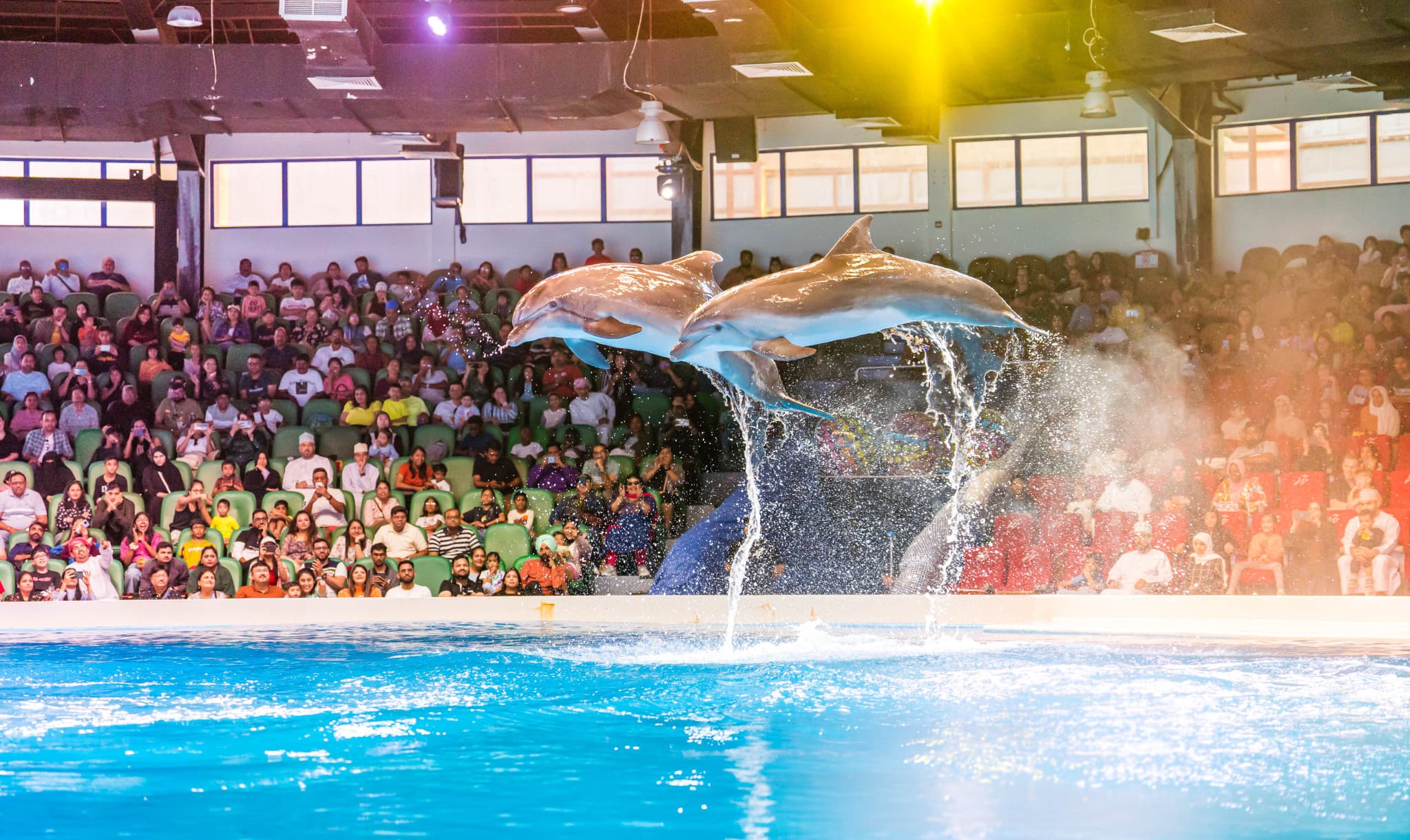 Dubai Dolphinarium Ticket - main image