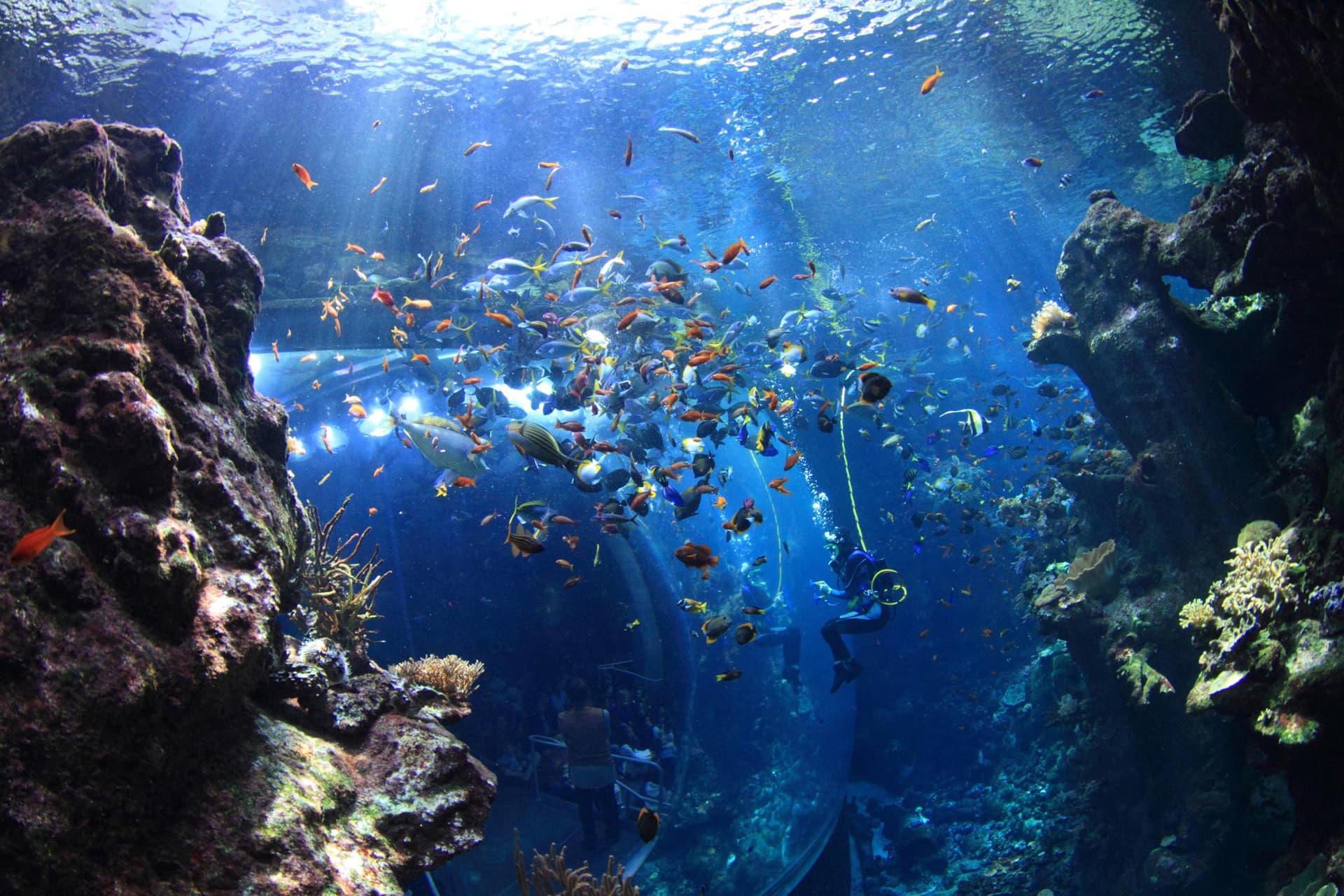 Go City San Francisco All-Inclusive Pass: Save up to 50% on Attractions - image 5