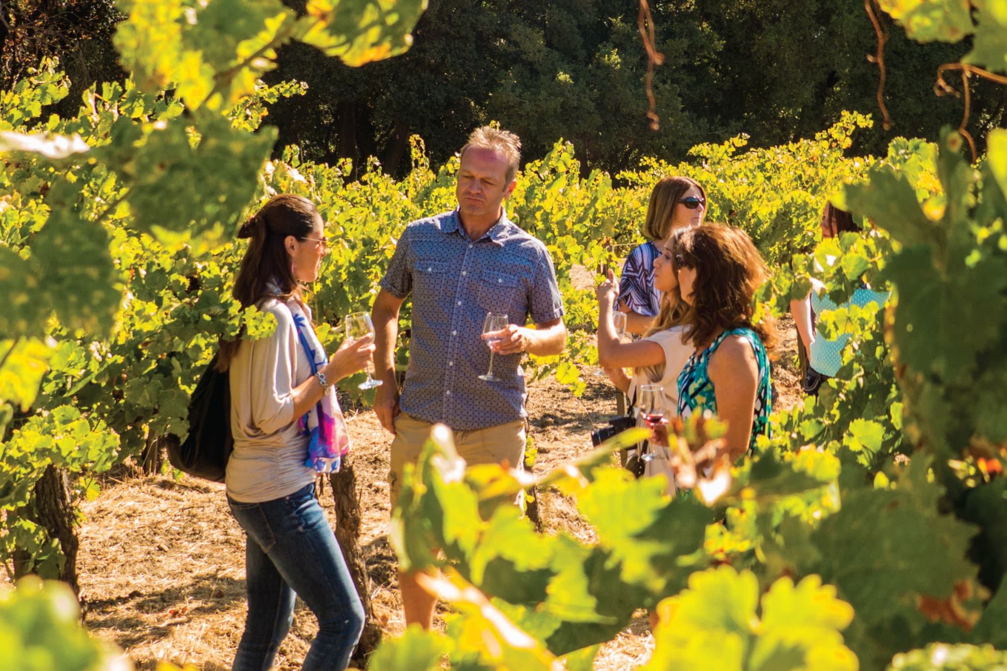 San Francisco Woods & Wine Country Full-Day Tour - image 3