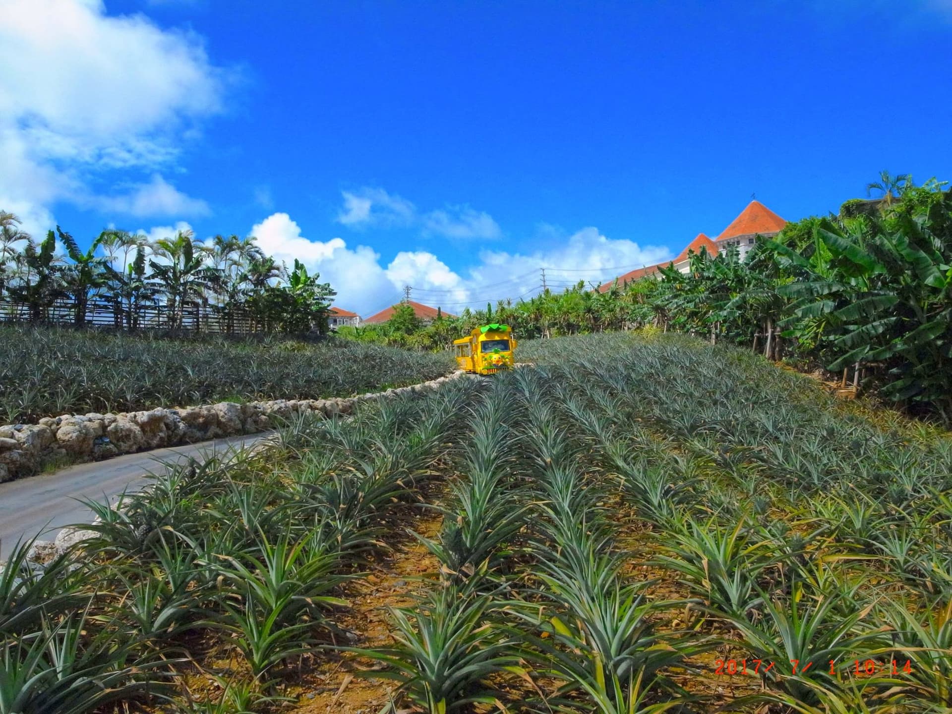 Okinawa Nago Pineapple Park - image 4