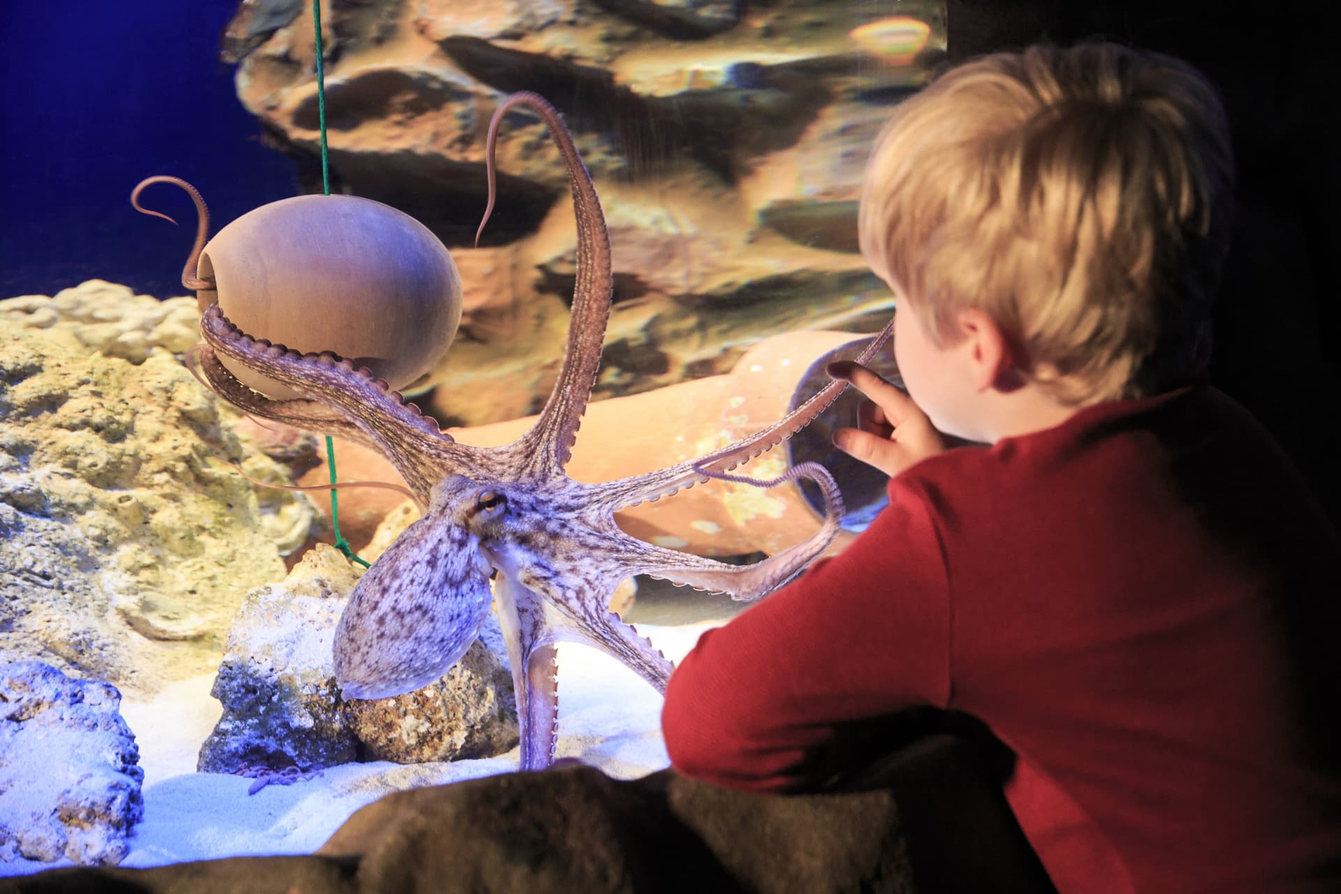 Entrada al acuario SEA LIFE Hannover - imagen 9