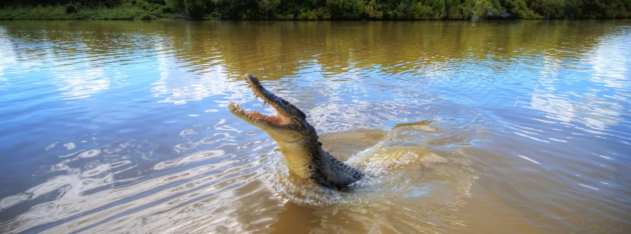 Adelaide River Jumping Crocs Cruise and Wetlands Tour from Darwin - main image