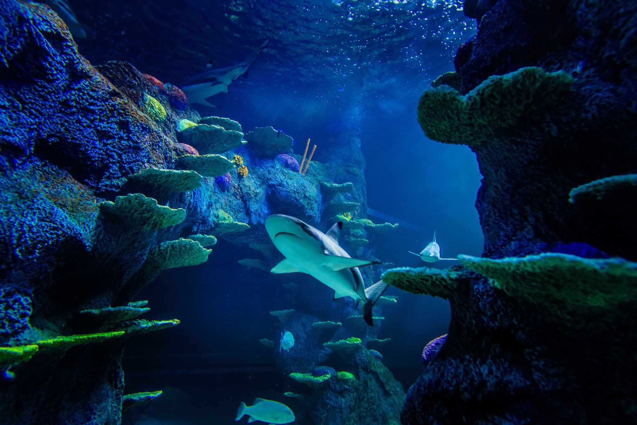Sydney Multi-Attraction Pass - image 5