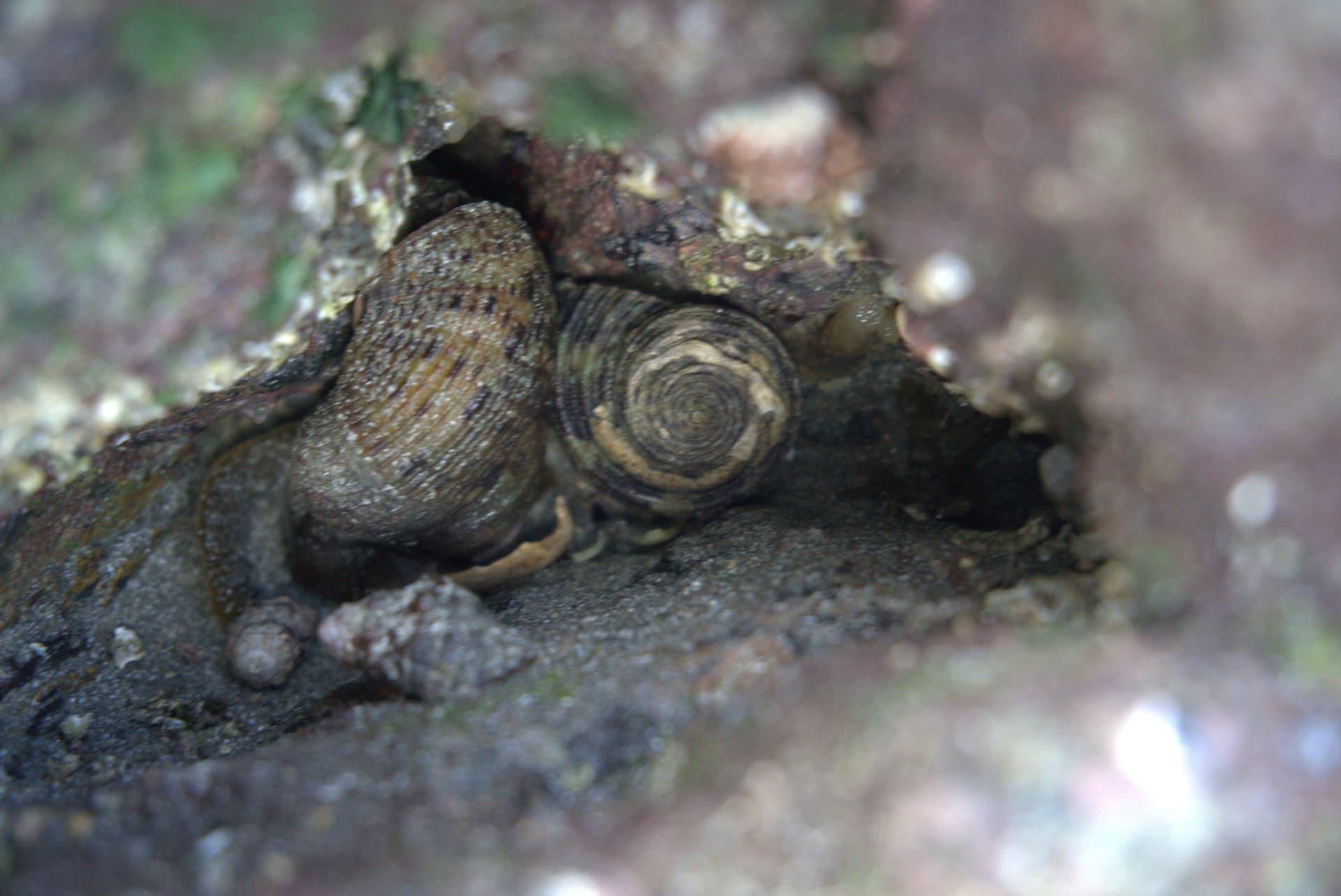 Desaru Beach and Tide Pool Walk - image 24
