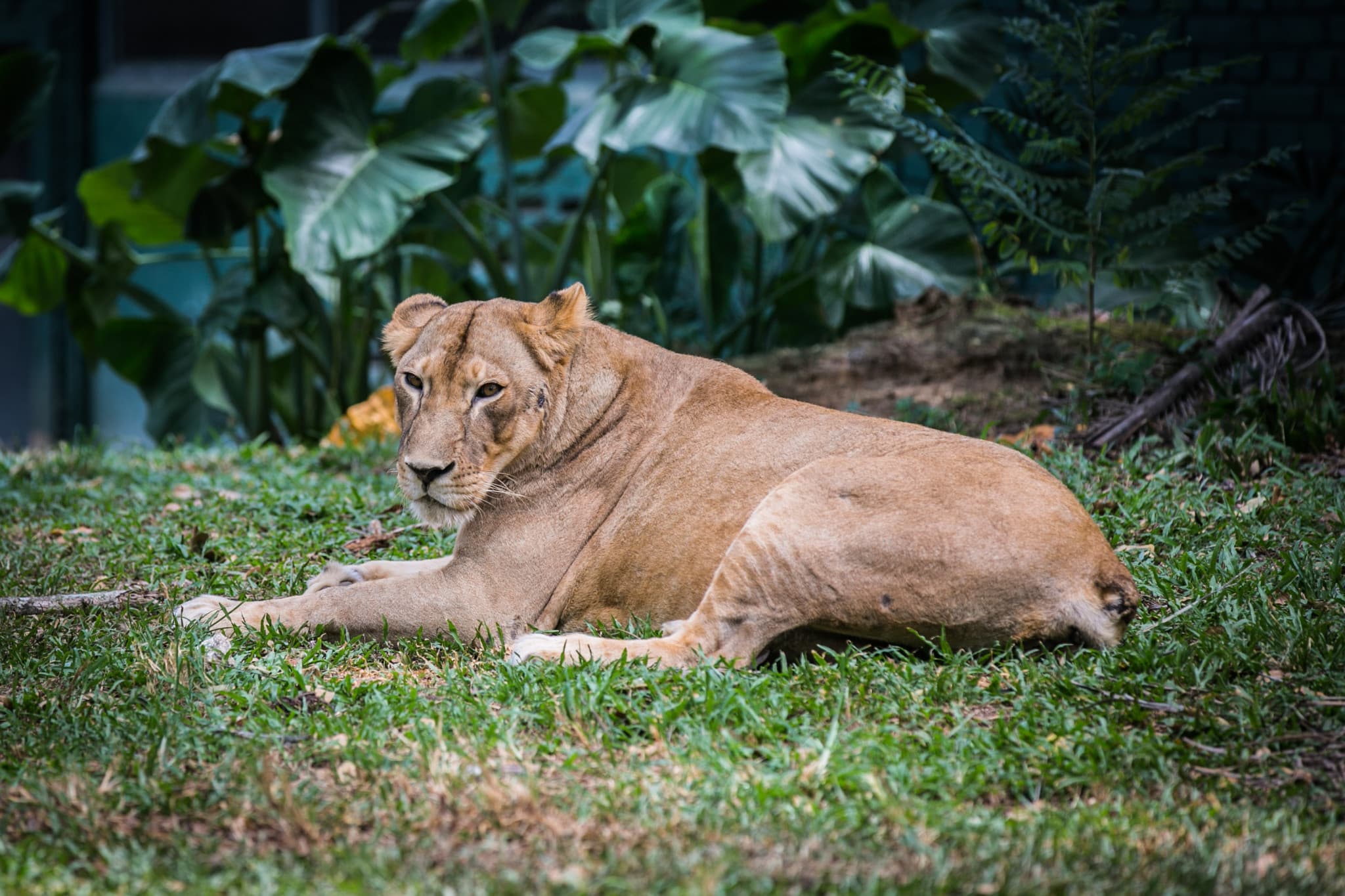 Zoo Negara Malaysia & Panda Conservation Centre Ticket - image 6