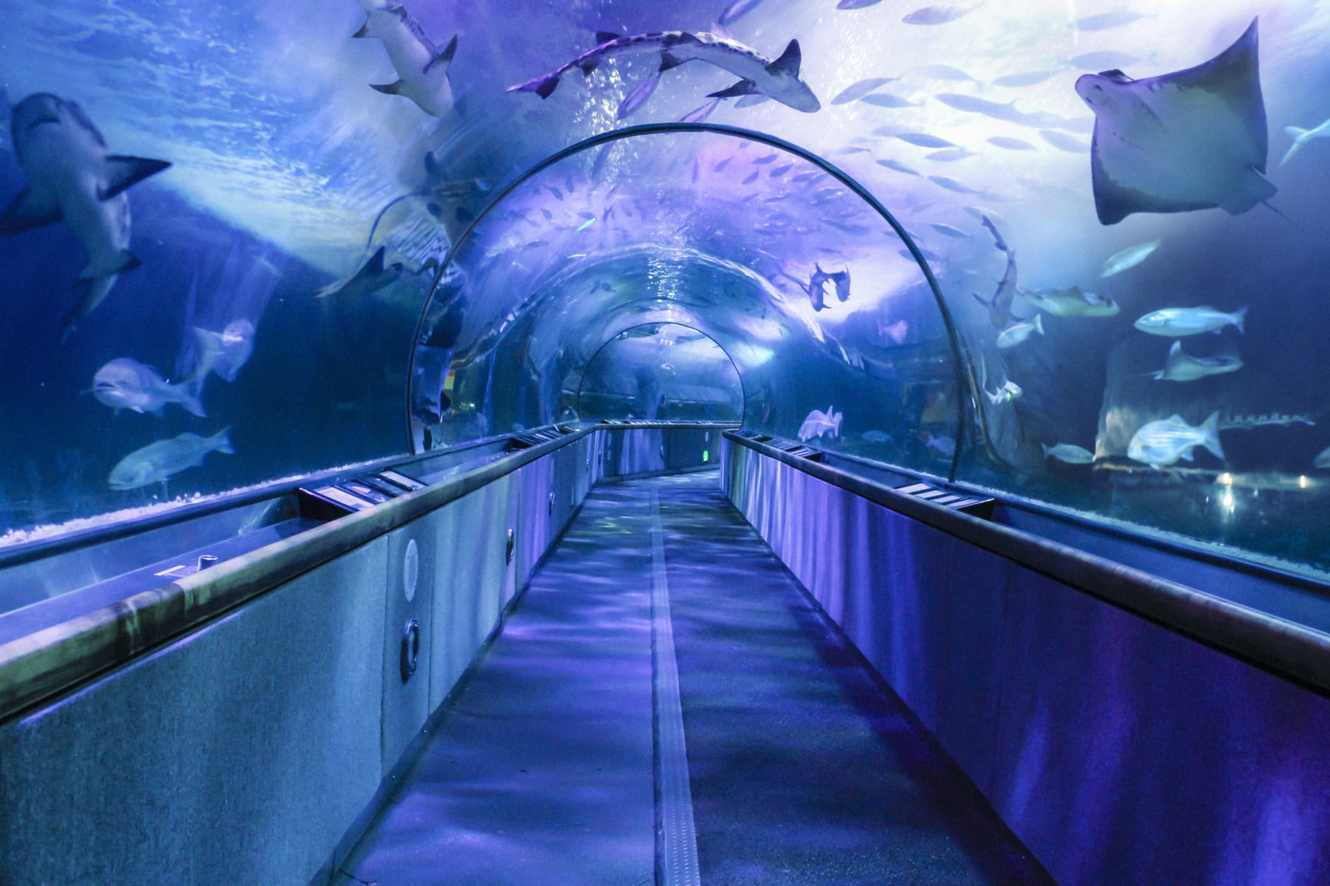 Go City San Francisco All-Inclusive Pass: Save up to 50% on Attractions - image 4