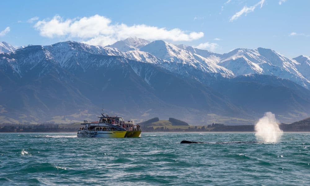 Whale Watching Cruise Kaikoura - image 2