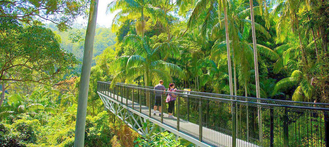 Tamborine Rainforest Skywalk - image 3