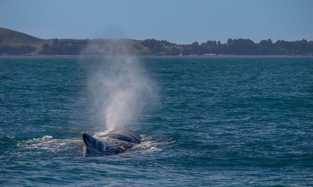 Whale Watching Cruise Kaikoura - image 10