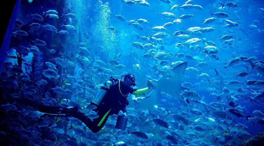 Dubai Aquarium and Underwater Zoo Ticket - image 2