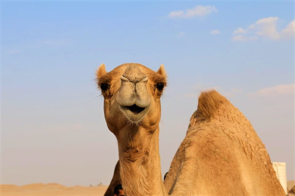 Morning Desert Safari Tour from Dubai - imagen 4