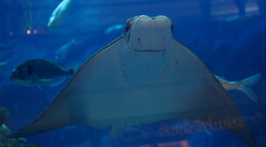 Dubai Aquarium and Underwater Zoo Ticket - image 6