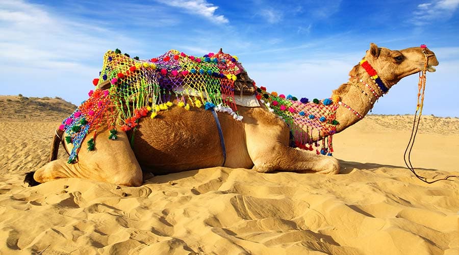 Morning Desert Safari Tour from Dubai - imagen 11