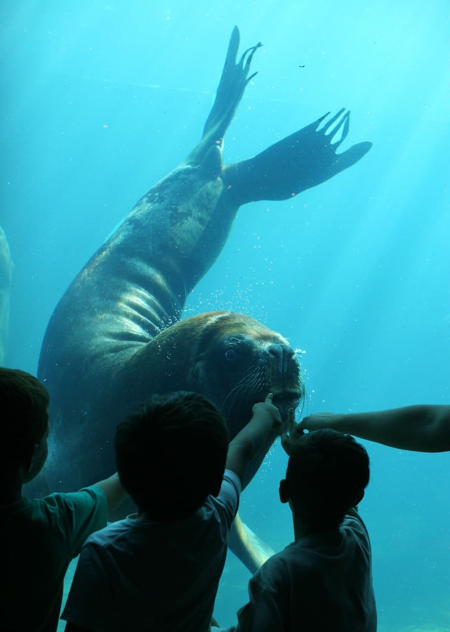 Seaquarium Le Grau-du-Roi Ticket - image 6