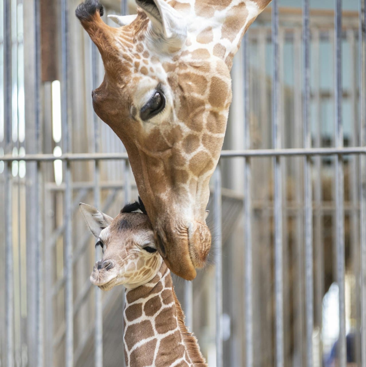 ZooParc de Beauval Ticket - 이미지 7
