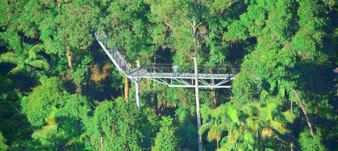 Tamborine Rainforest Skywalk - main image