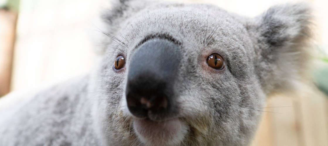 Symbio Wildlife Park Ticket - image 5